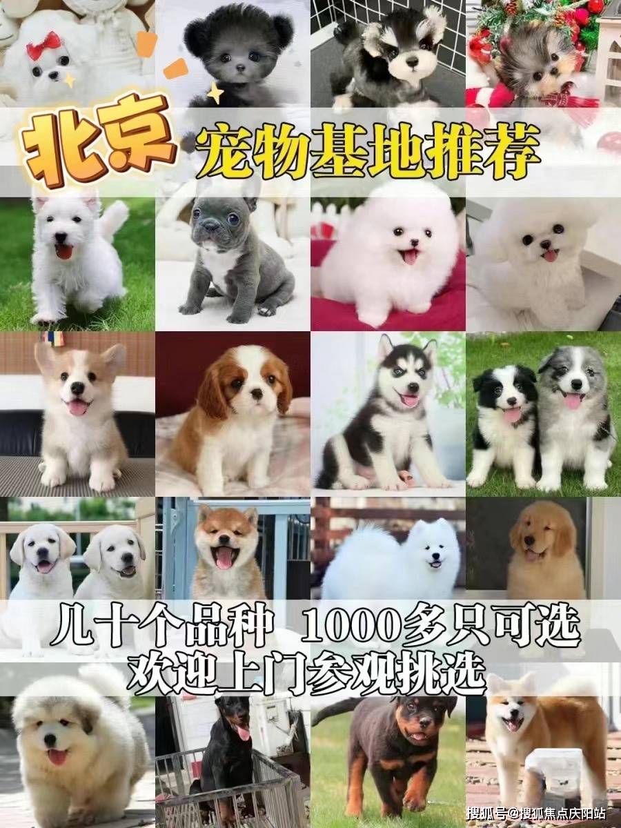 犬,马尔泰犬,博美犬,比熊犬,泰迪犬,飞耳比熊犬,飞耳泰迪犬,法斗犬