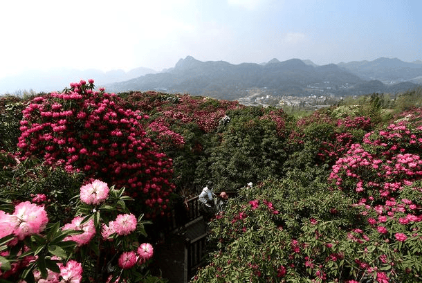 贵州百里杜鹃景点行程攻略贵州百里杜鹃自驾游路线攻略旅游必看攻略