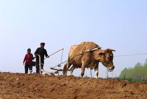 牛乃耕农之本从古代牛疫流行入手谈谈古代官方的应对机制