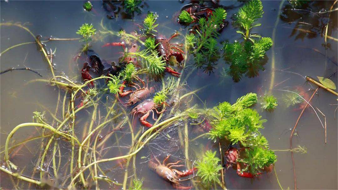 养殖小龙虾的池子能用鸡粪肥水吗需要注意什么真正肥水这样做