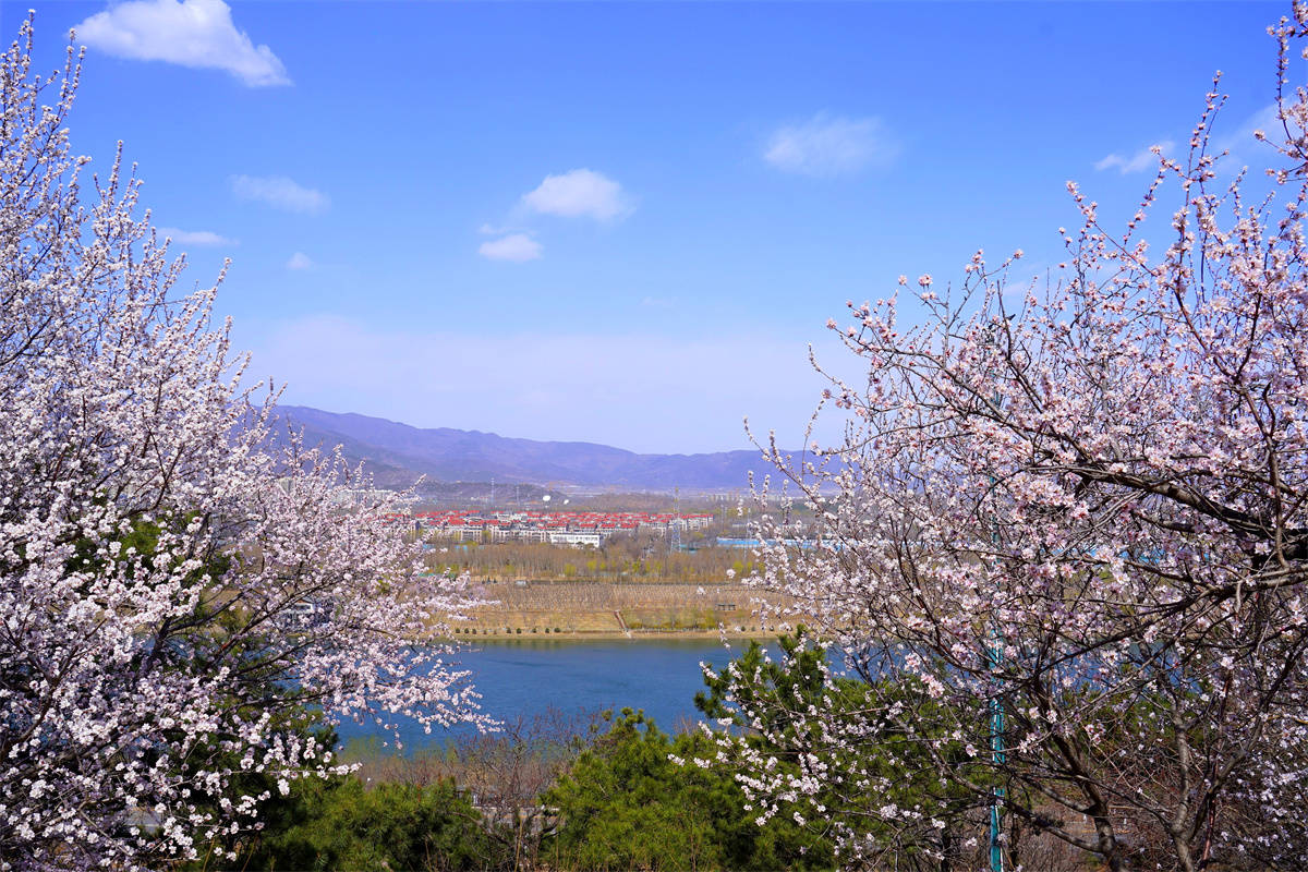 赏花踏青登高望远去老山城市休闲公园