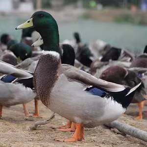 青头鸭喂啥青头快,低成本鸭饲料配方