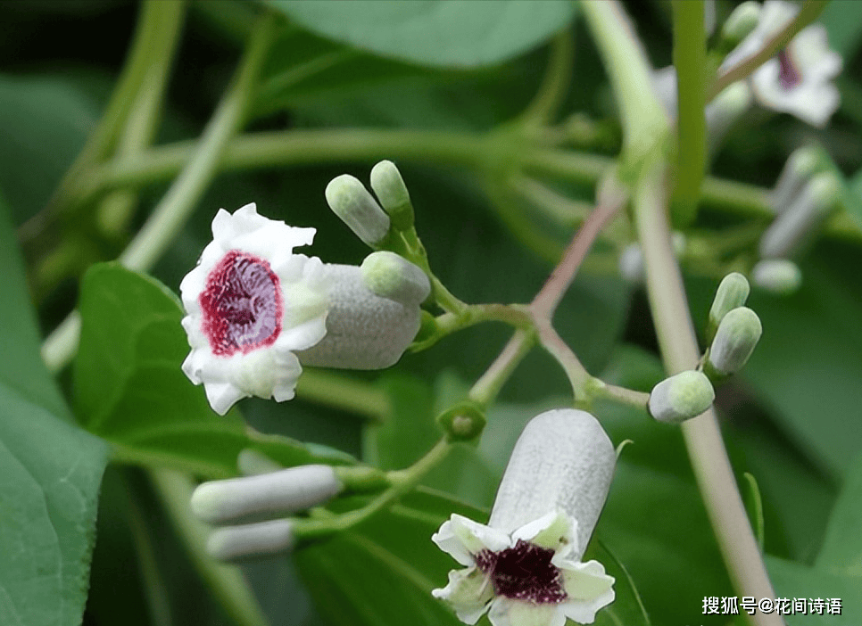 让人听了脸红的几种花每个名字都那么奇特你认识几种