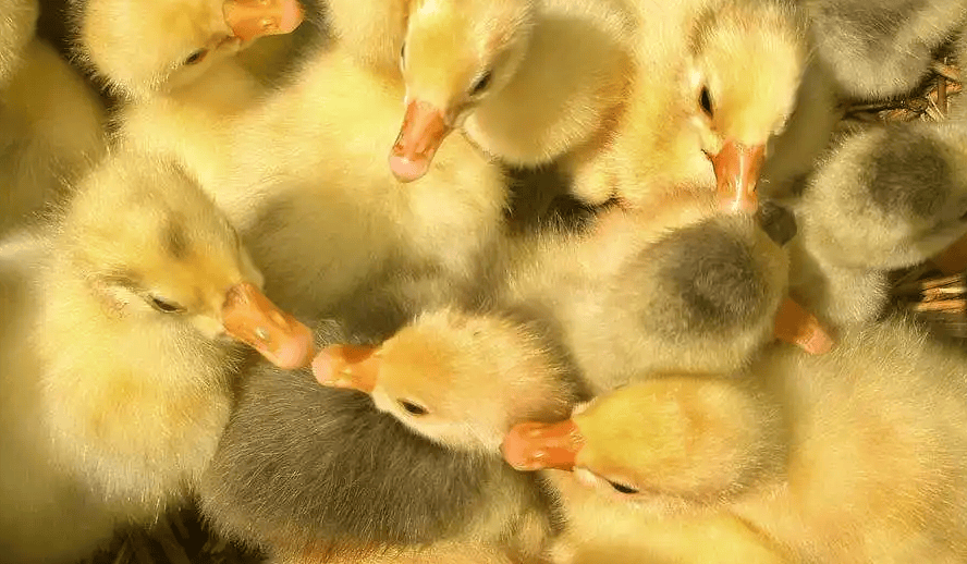 鹅种蛋孵化技术第五节种蛋的孵化的湿度和通风控制教程