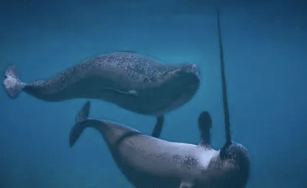 所以,科学家猜测,雄性独角鲸的长角在种群间争夺交配权的时候,起到