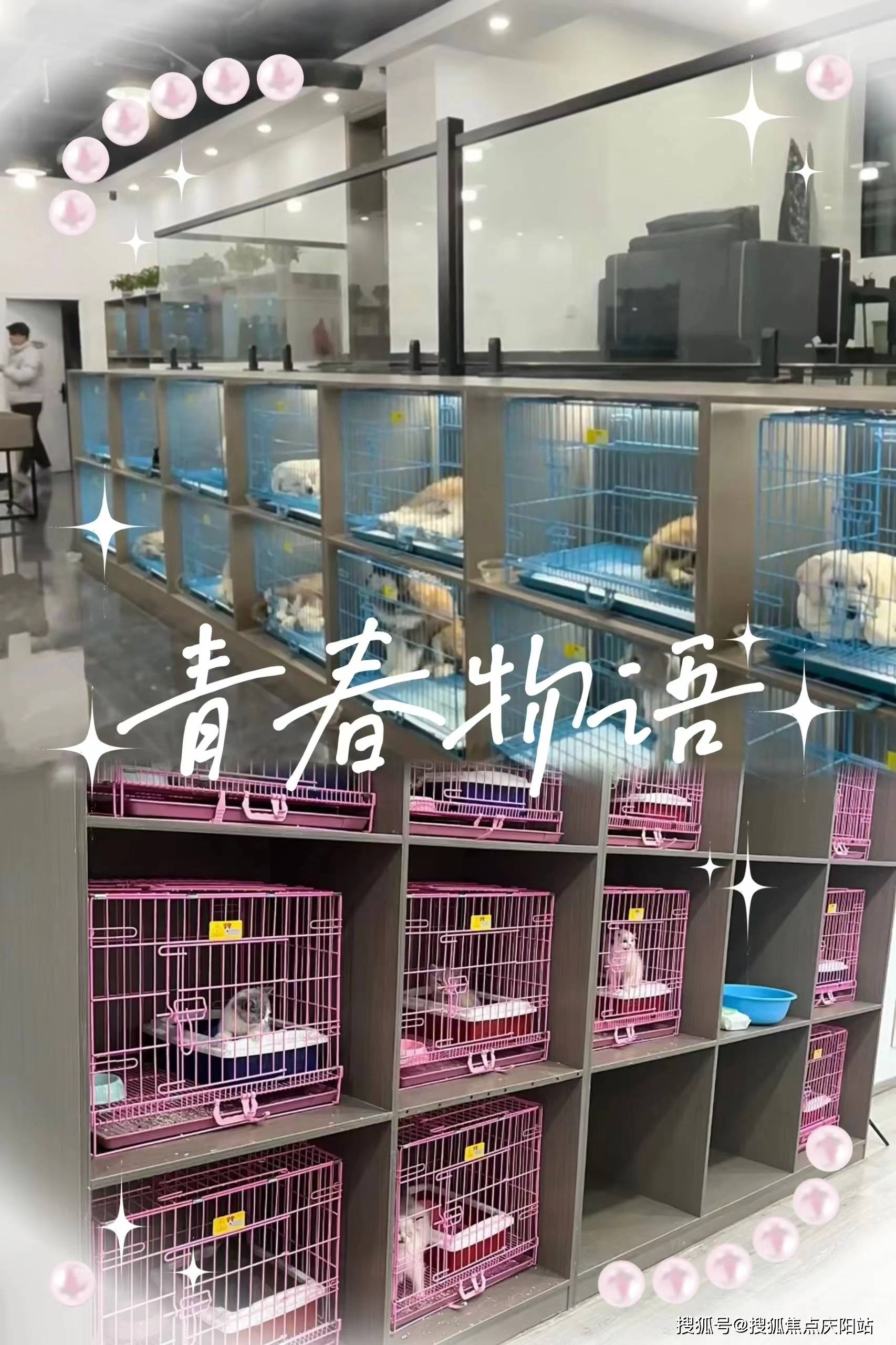 嘉兴买金渐层猫首页网站嘉兴金渐层猫多少钱一只丨嘉兴金渐层猫多少钱
