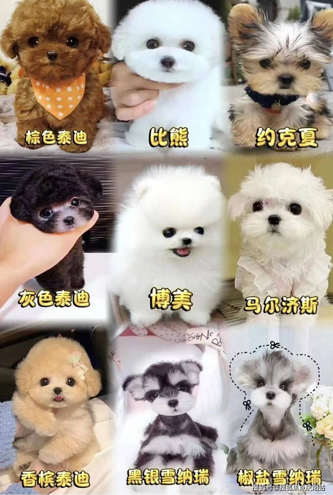 无锡买博美幼犬首页网站(无锡)买博美幼犬去哪里买丨无锡买博美幼犬去
