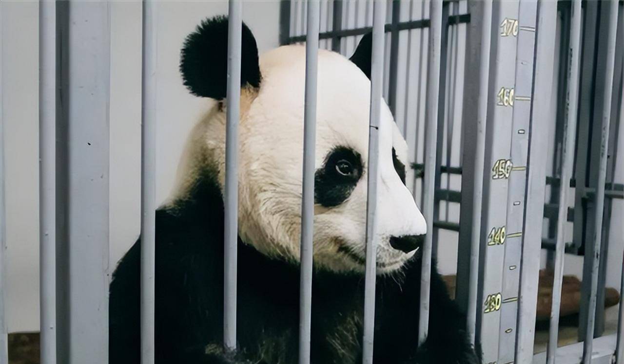 2020年俄罗斯重病男孩许愿抱抱熊猫普京竟被难住最后如何解决