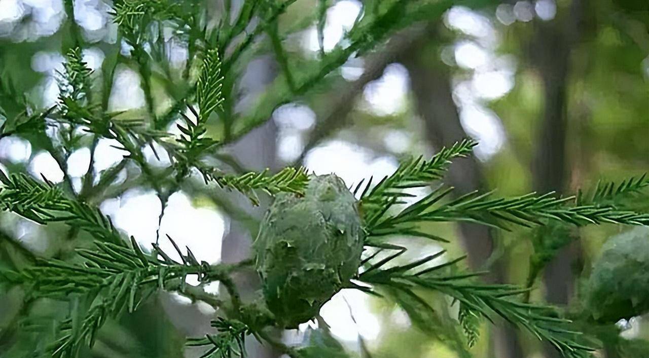 70年前上美国头条扬名世界堪称国宝,70年后沦落荒野无人问津_水杉_动