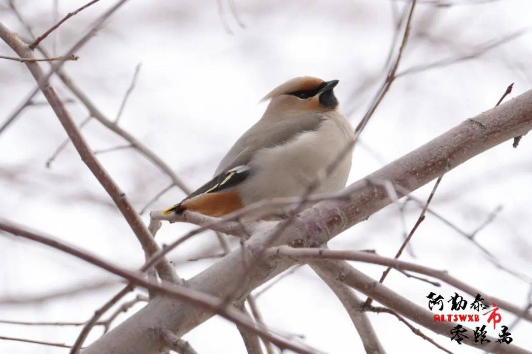 太平鸟 缤纷了春日的山城_阿勒泰市_浆果_自然界