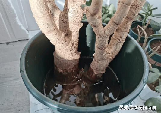 5种自制生根水,生根壮苗不烂根,简单实用又方便!_玉树_枝条_植株