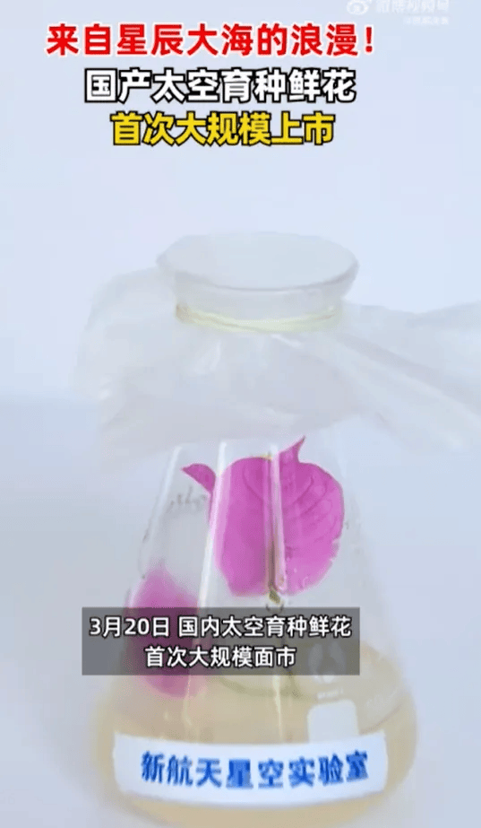 太空育种鲜花大规模上市啦_航天_种子_延丹