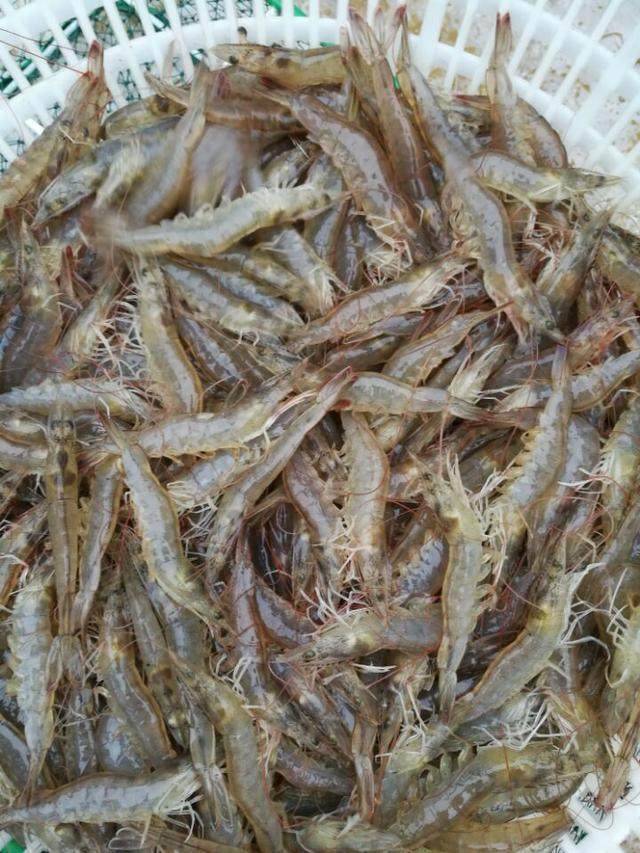 对虾红体病的原因与对策_保护_现象_身体