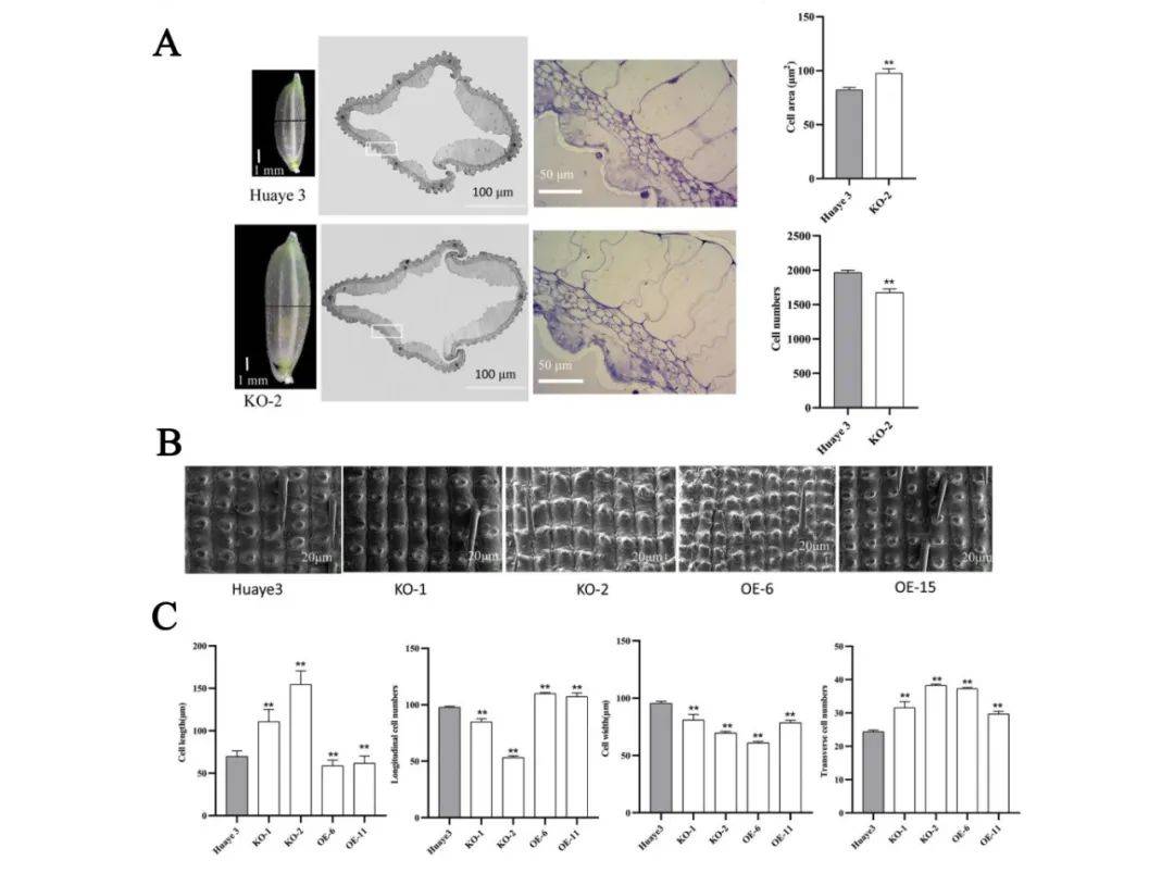 揭秘植物表型通过相关指标明确基因功能