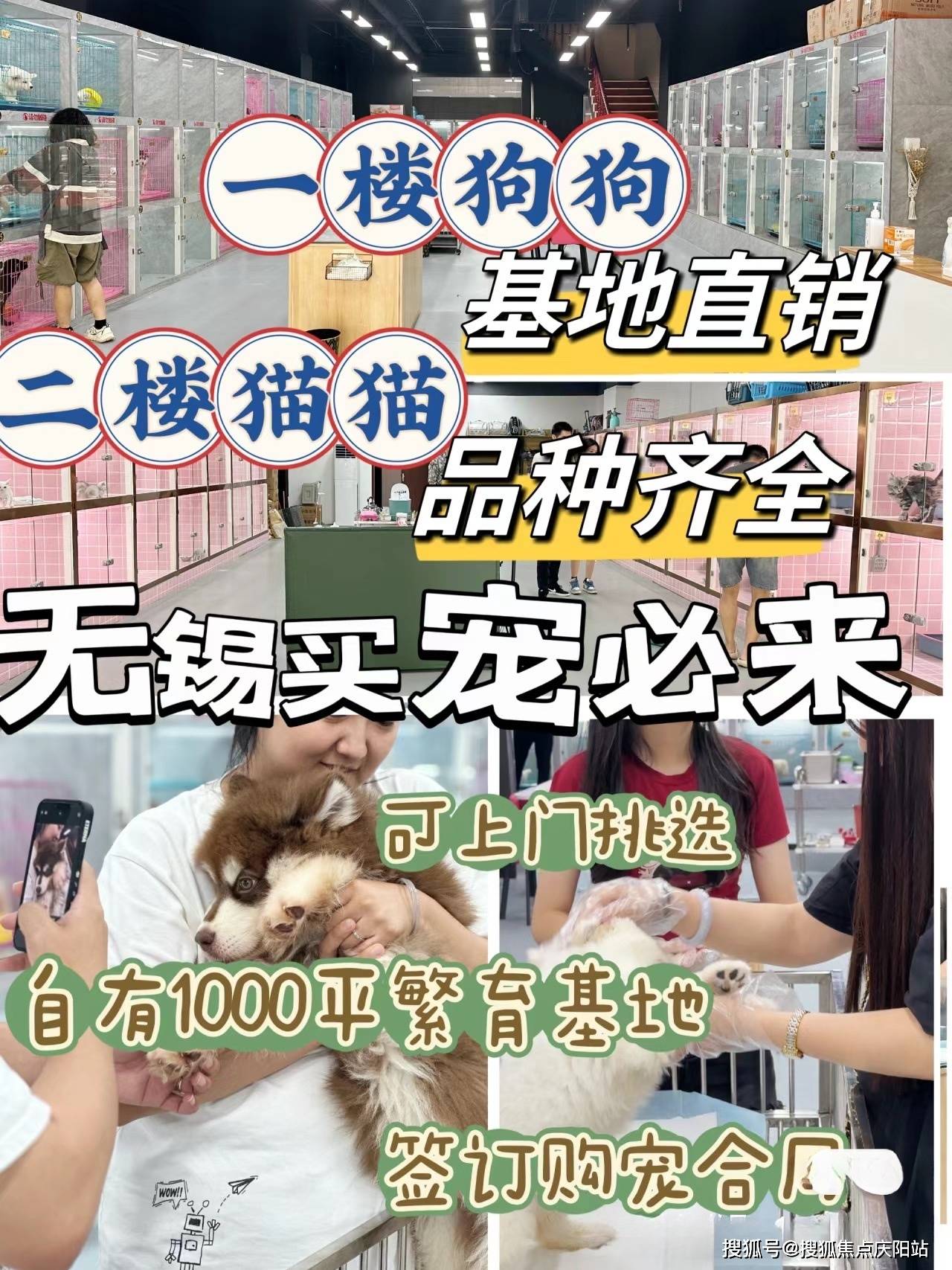 无锡买比熊犬首页网站无锡比熊犬多少钱一只丨无锡比熊犬多少钱一只