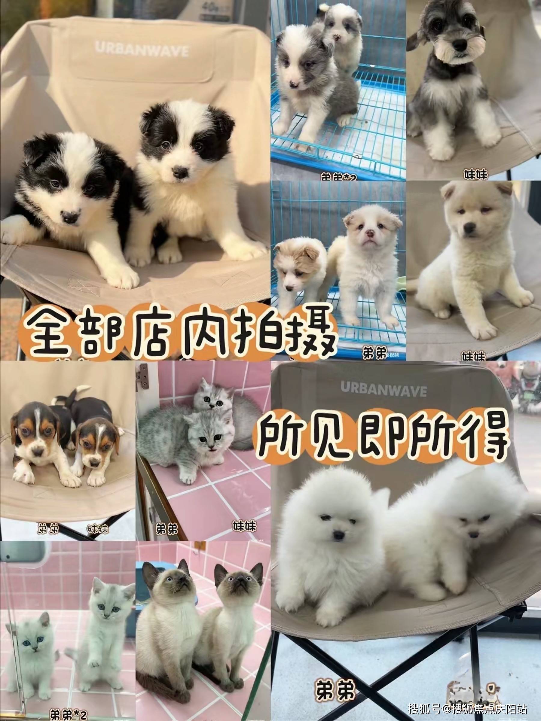无锡买银渐层猫首页网站(无锡)买银渐层猫哪里比较安