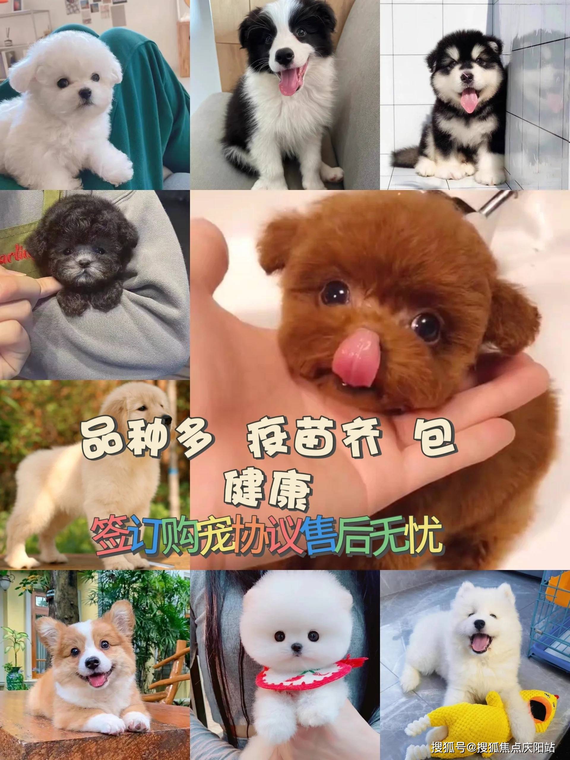 南昌买宠物首页网站南昌去哪里买宠物猫狗比较可靠丨南昌买宠物详情