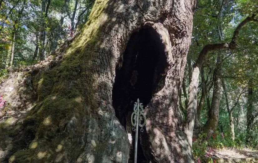 为什么有些树木是空心的