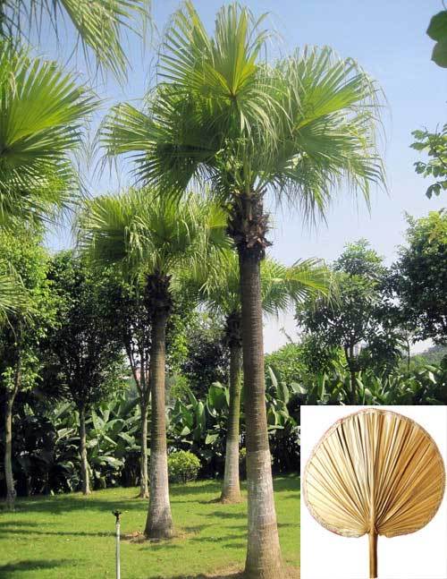 记忆中的蒲扇蒲葵