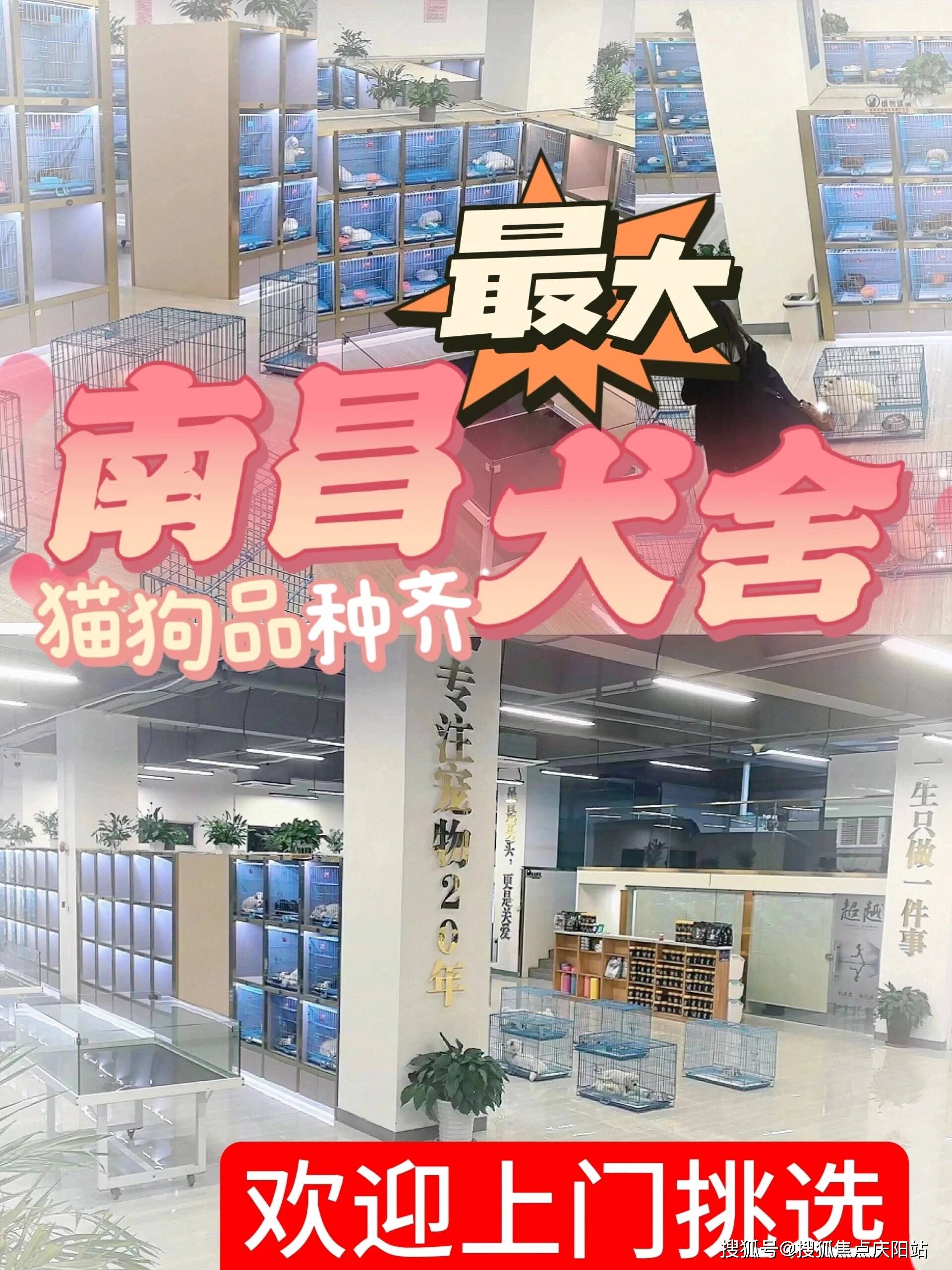 南昌买边牧狗狗首页网站南昌边牧狗狗多少钱一只丨南昌边牧狗狗多少钱