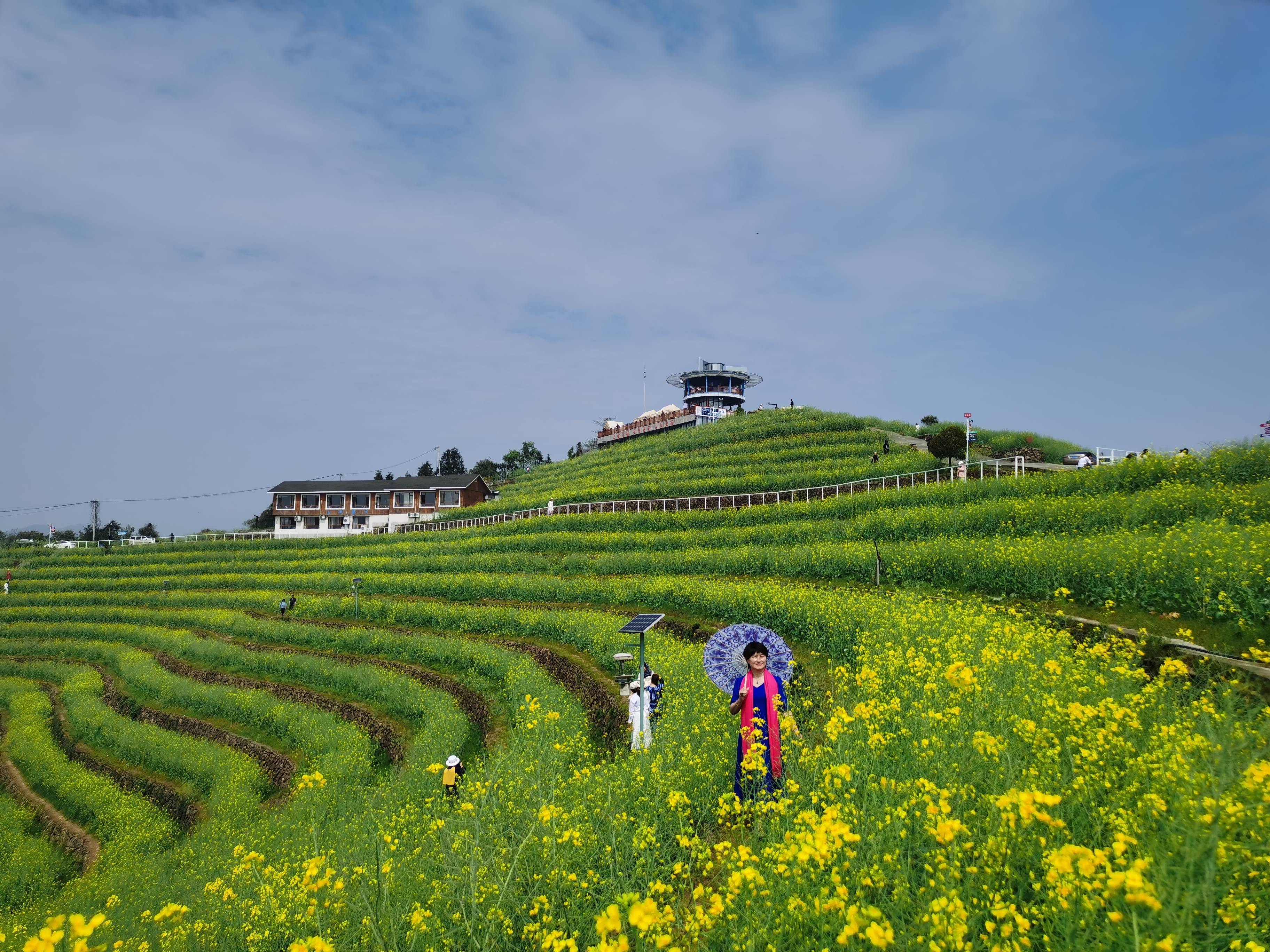 浙江富阳黑山顶梯田油菜花海_杭州_摄影_金色