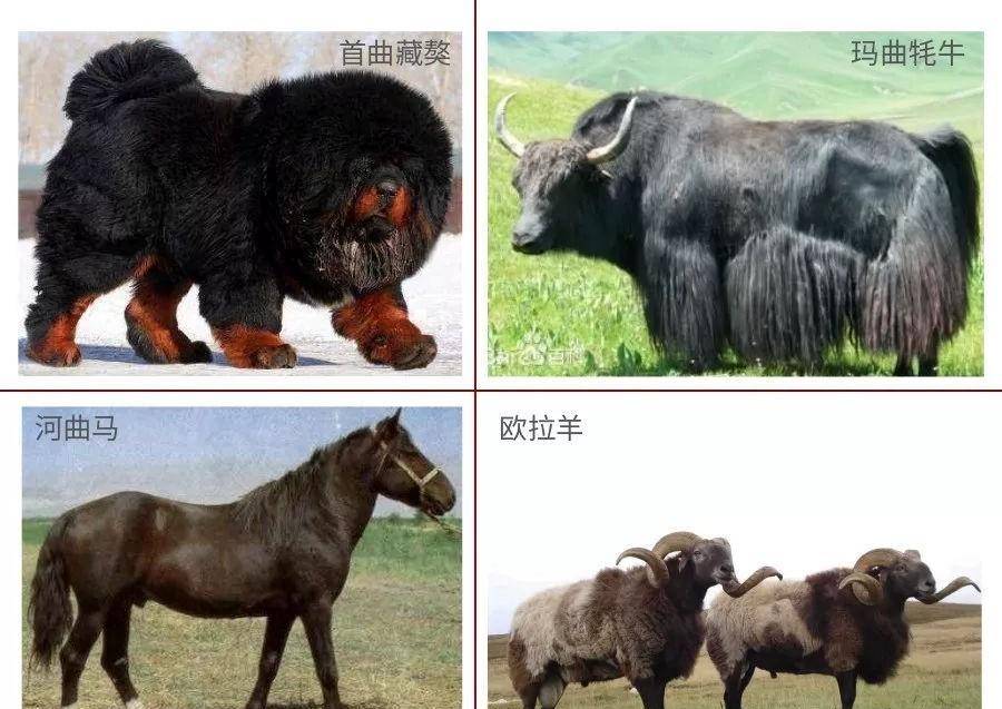 是挽乘兼用型的优良马种,与首曲藏獒,玛曲牦牛,欧拉羊并称玛曲四大名