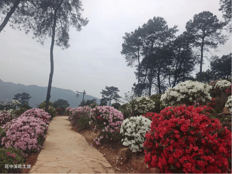 南山放牛村杜鹃花路线图片