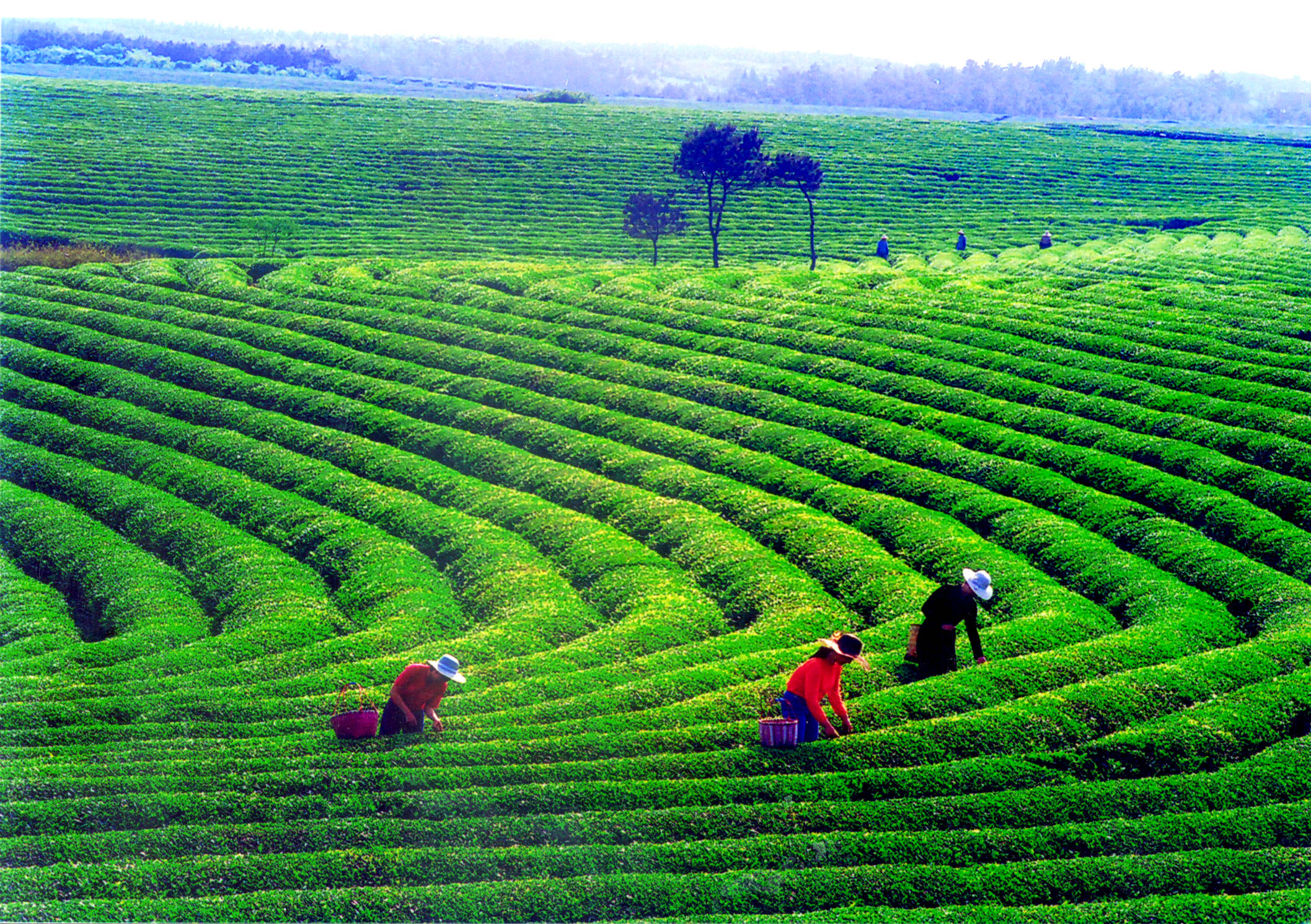 最美茶场图片图片