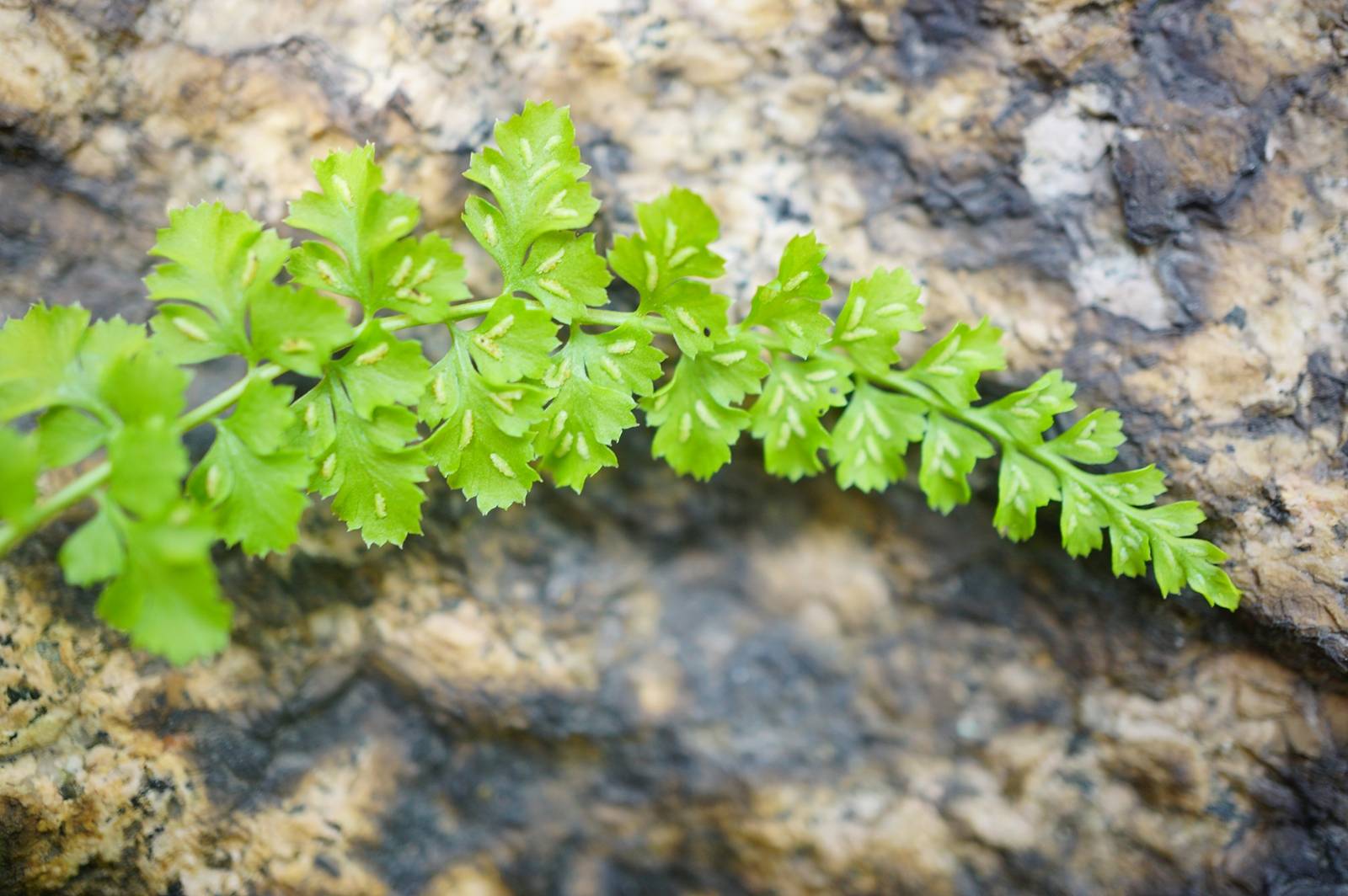 山上野生植物图片大全图片