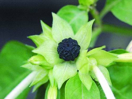 不会爆炸的地雷花_植物_紫茉莉_植株