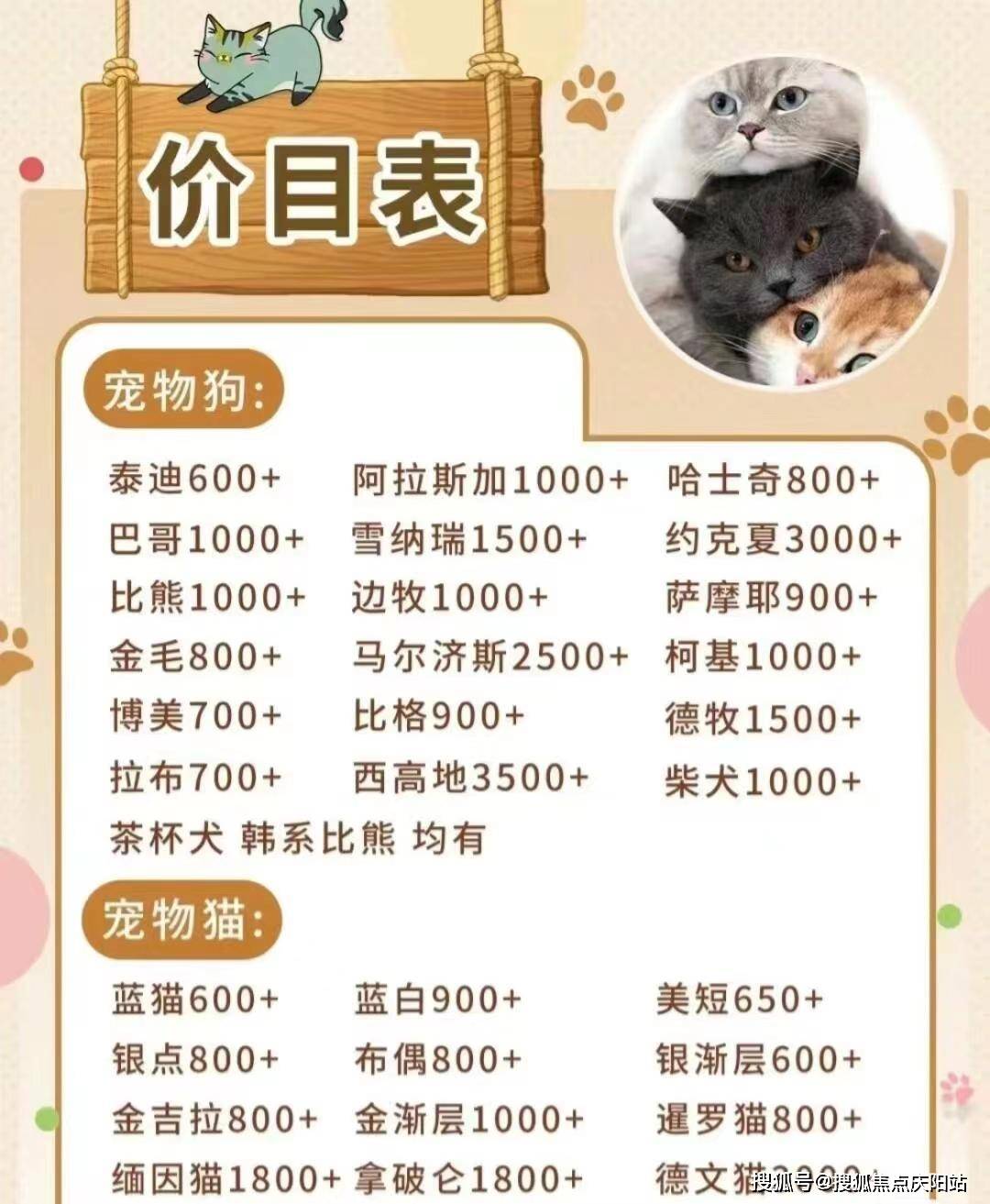 桂林买博美首页网站丨博美犬多少钱一只桂林博美犬多少钱一只丨买宠物