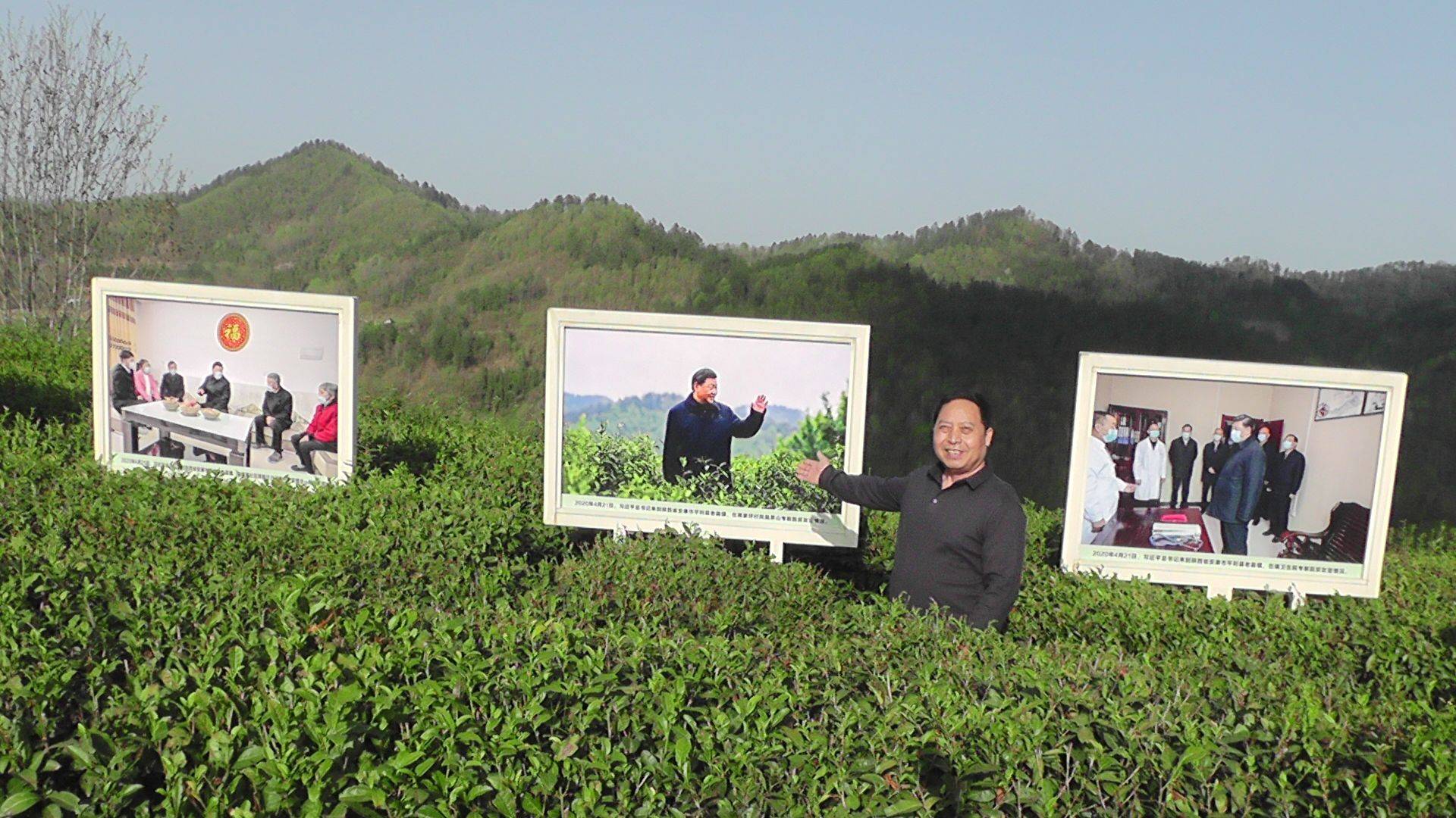 安康平利蒋家坪因茶兴业致富聚焦_茶园_的发展_绿色