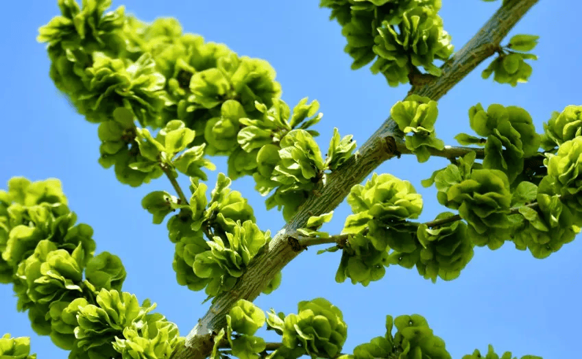 长在树上的美食又来了快来查收这份春天的美味吧