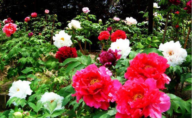 浅谈唐代推崇牡丹的成因及影响_唐朝_时期_栽培