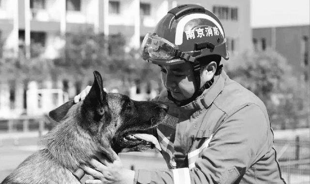 原创原创13年前在汶川地震中救出15人的搜救犬沈虎现在怎样