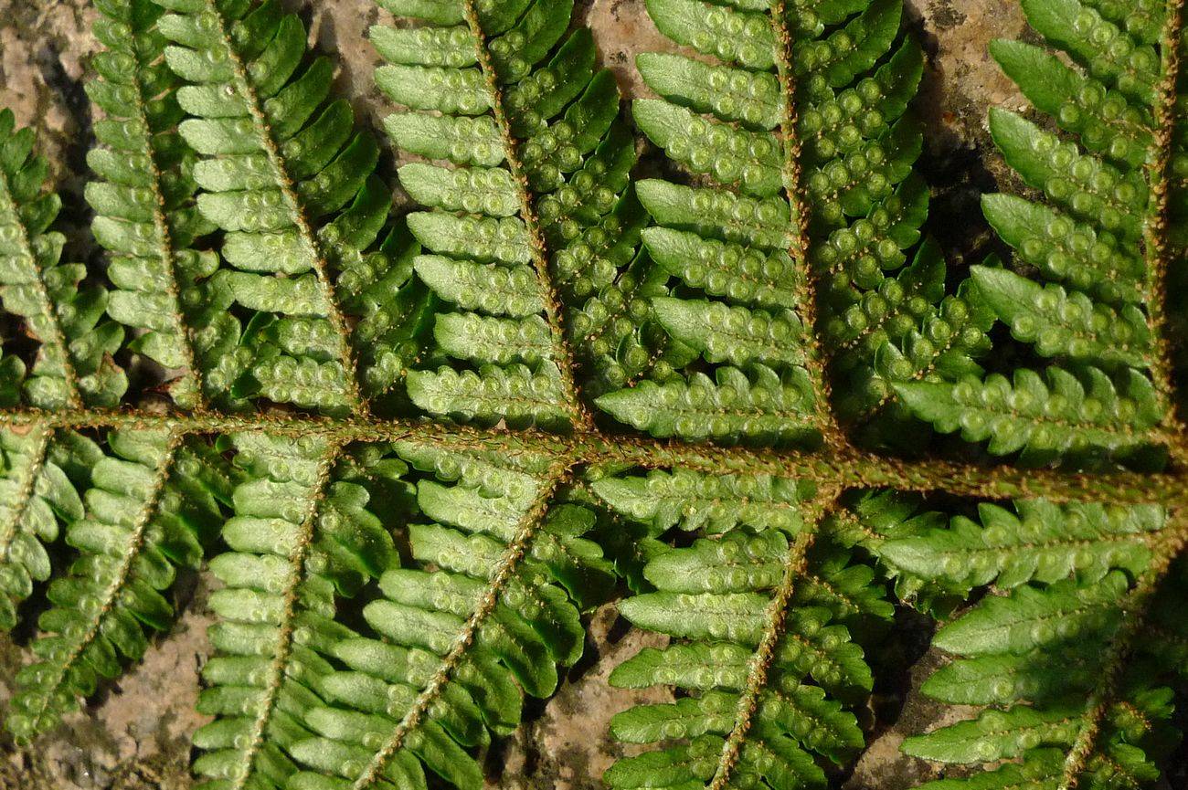 我见到的山东本土野生植物(29)两色鳞毛蕨