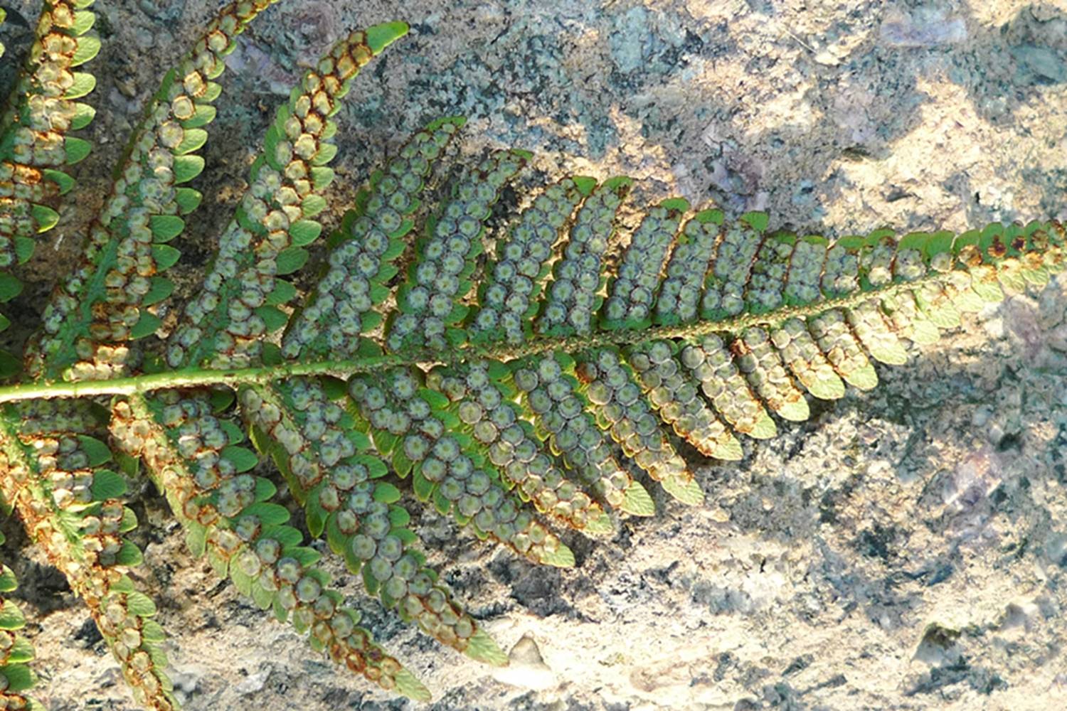 我见到的山东本土野生植物(29)两色鳞毛蕨