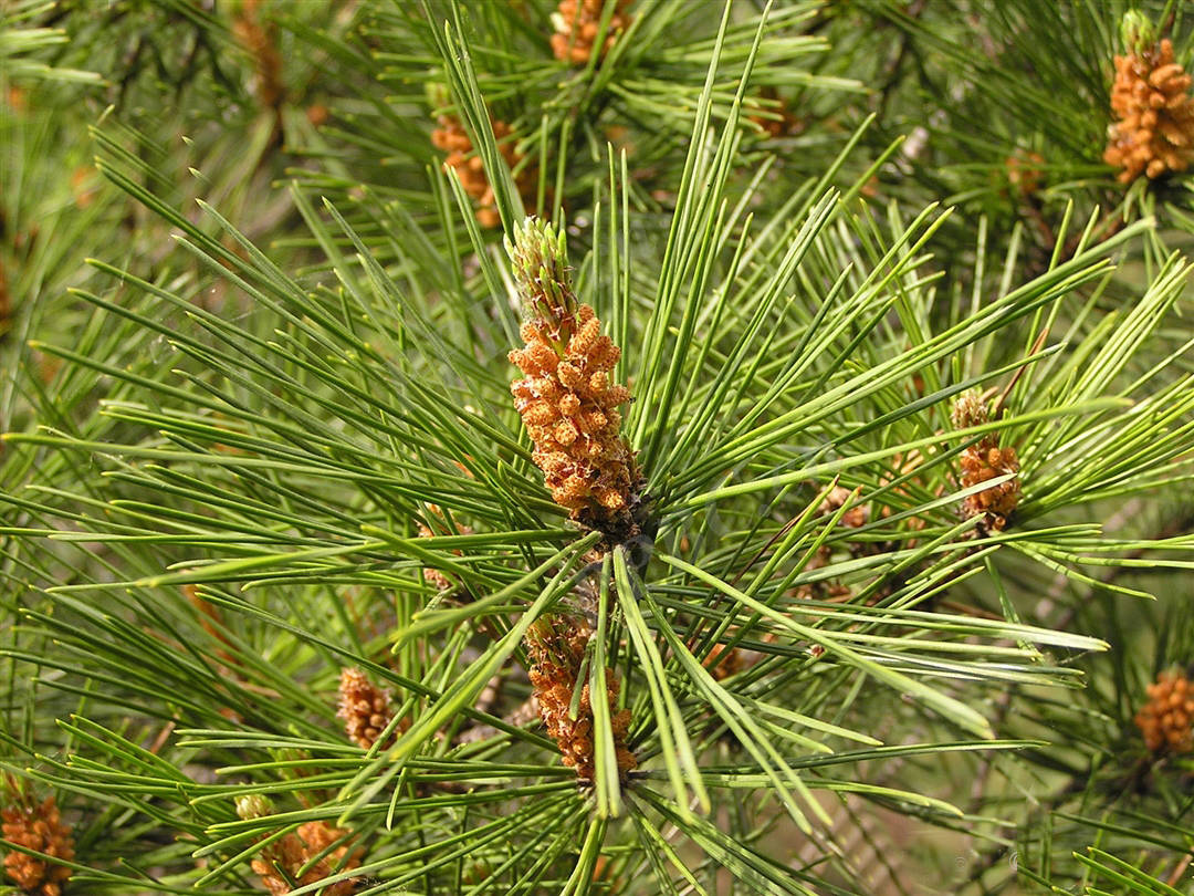 我见到的山东本土野生植物
