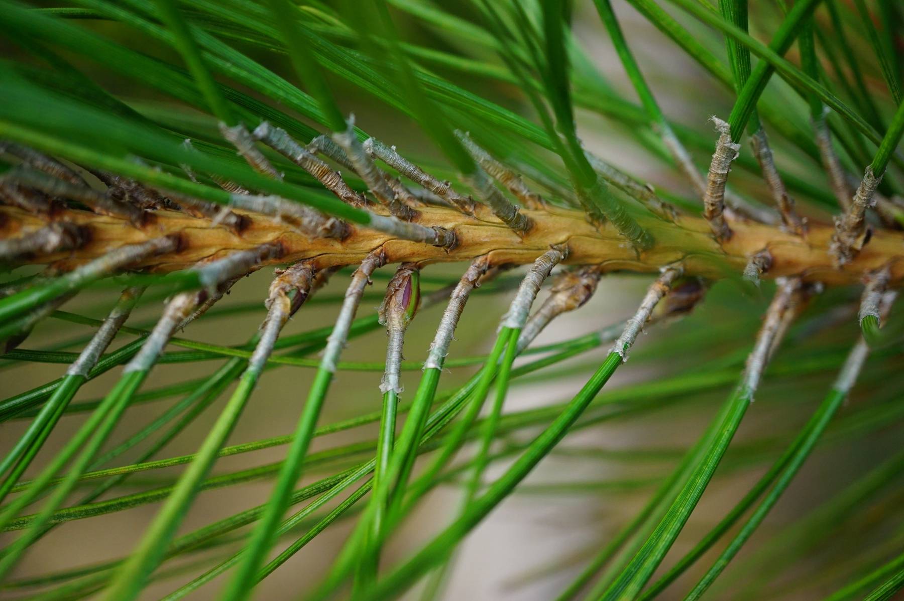 我见到的山东本土野生植物