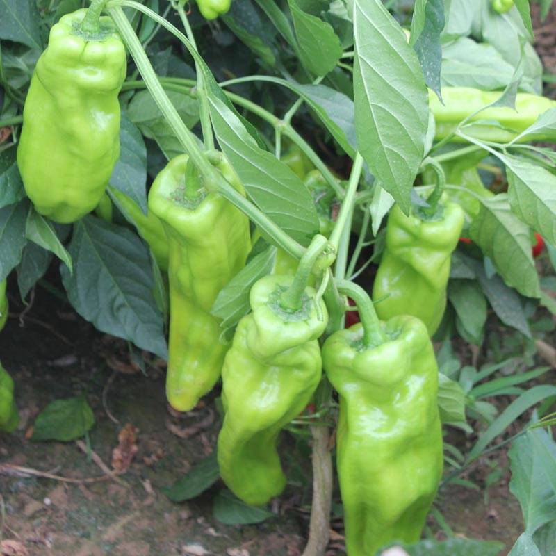 4,根据辣椒不同生长阶段,合理安排肥水管理.