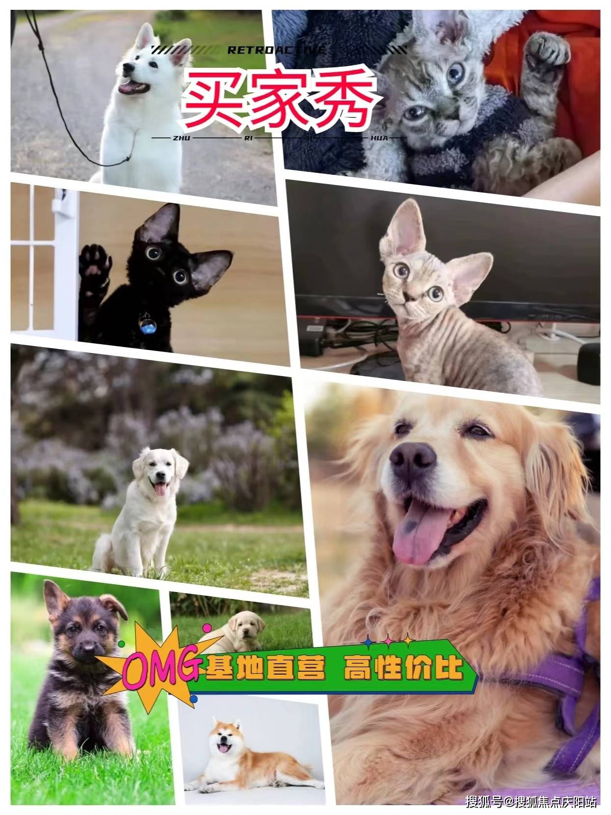买拉布拉多首页网站宁波镇海区买拉布拉多一般多少钱一只