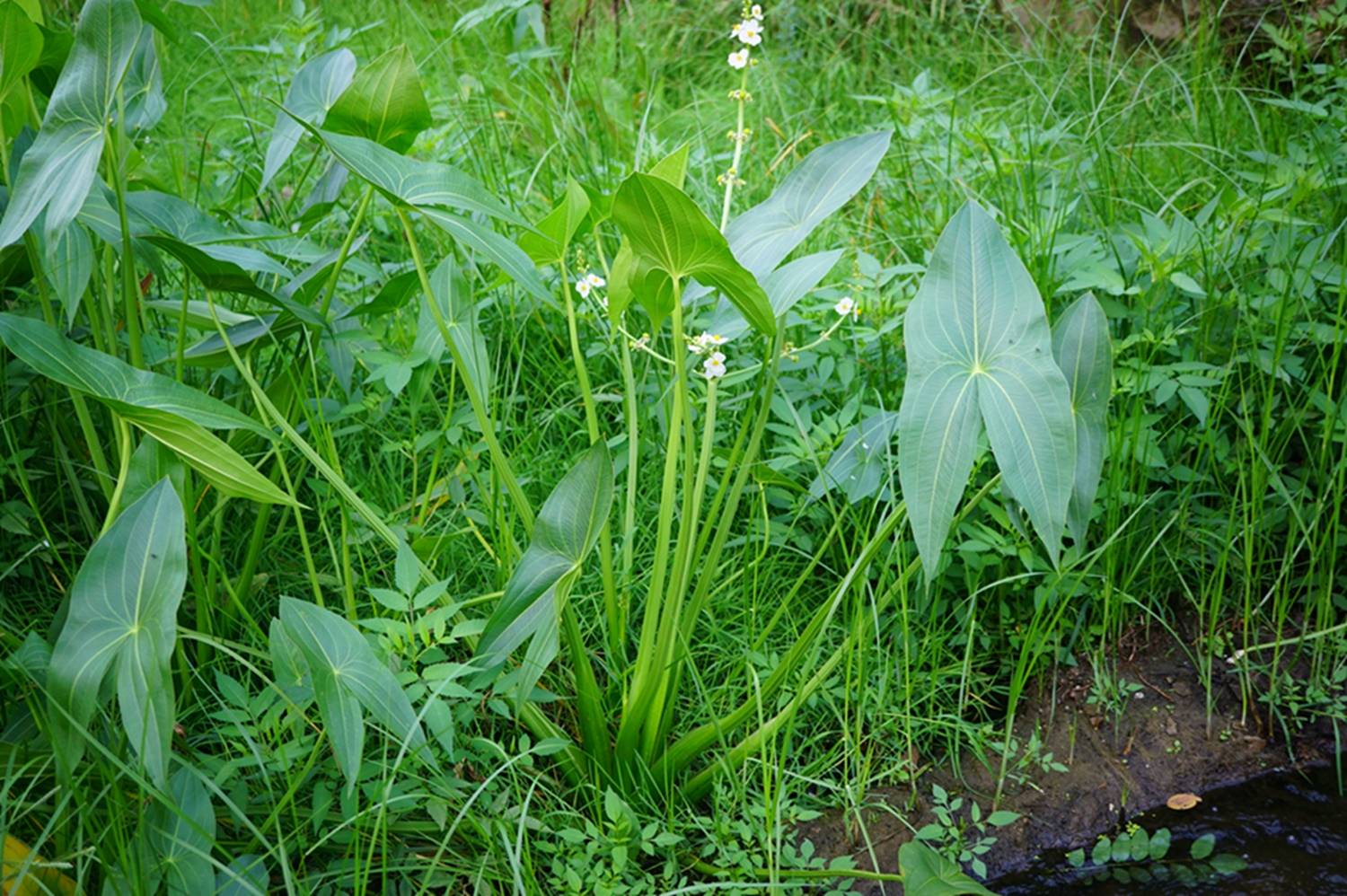 我见到的山东本土野生植物(47)慈姑