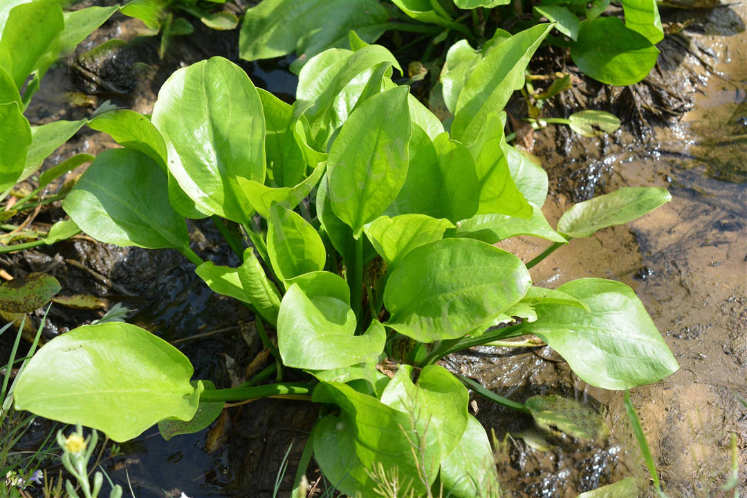 我见到的山东本土野生植物