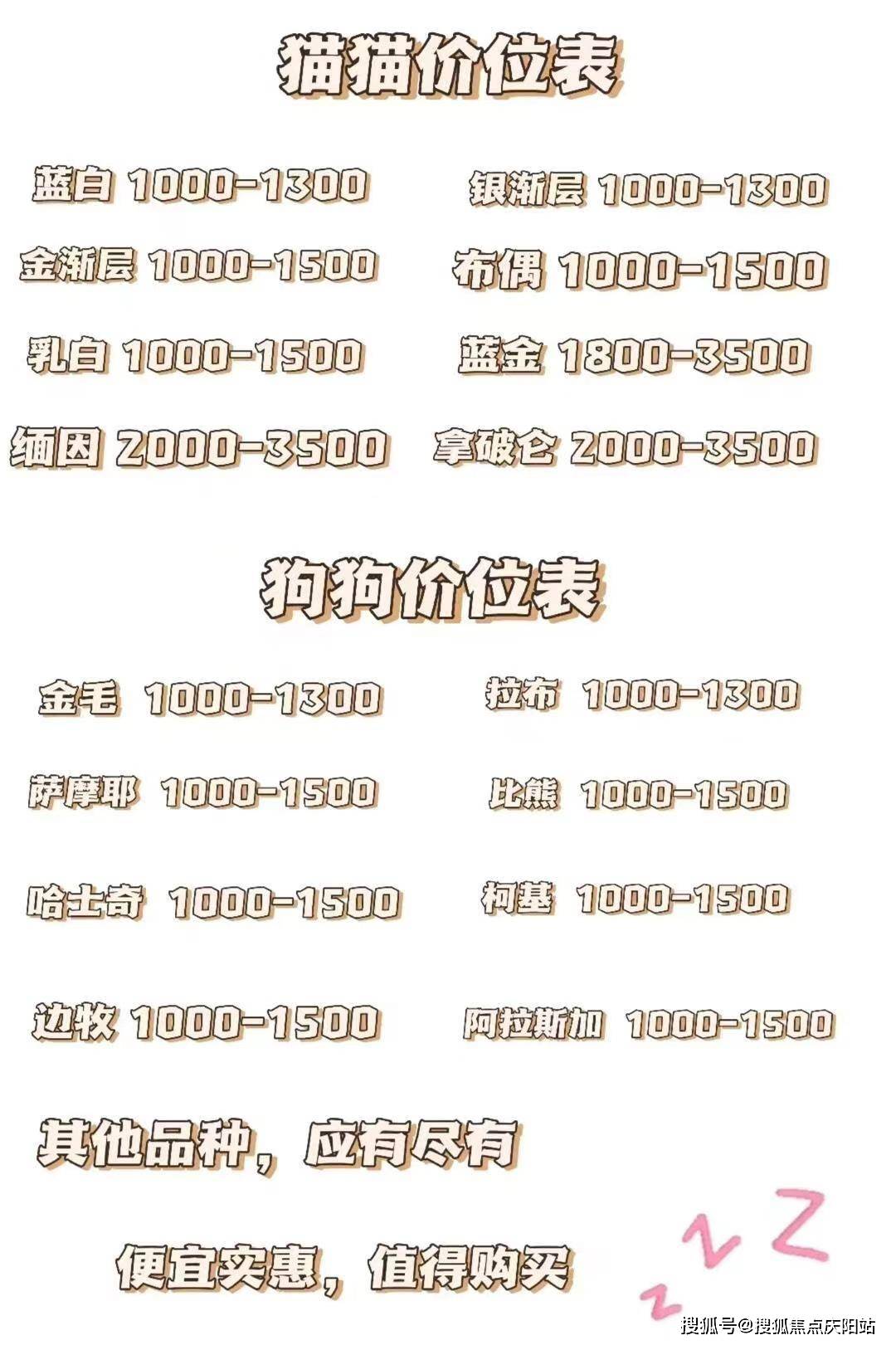 买布偶首页网站丨贵阳观山湖区哪里有布偶幼猫卖