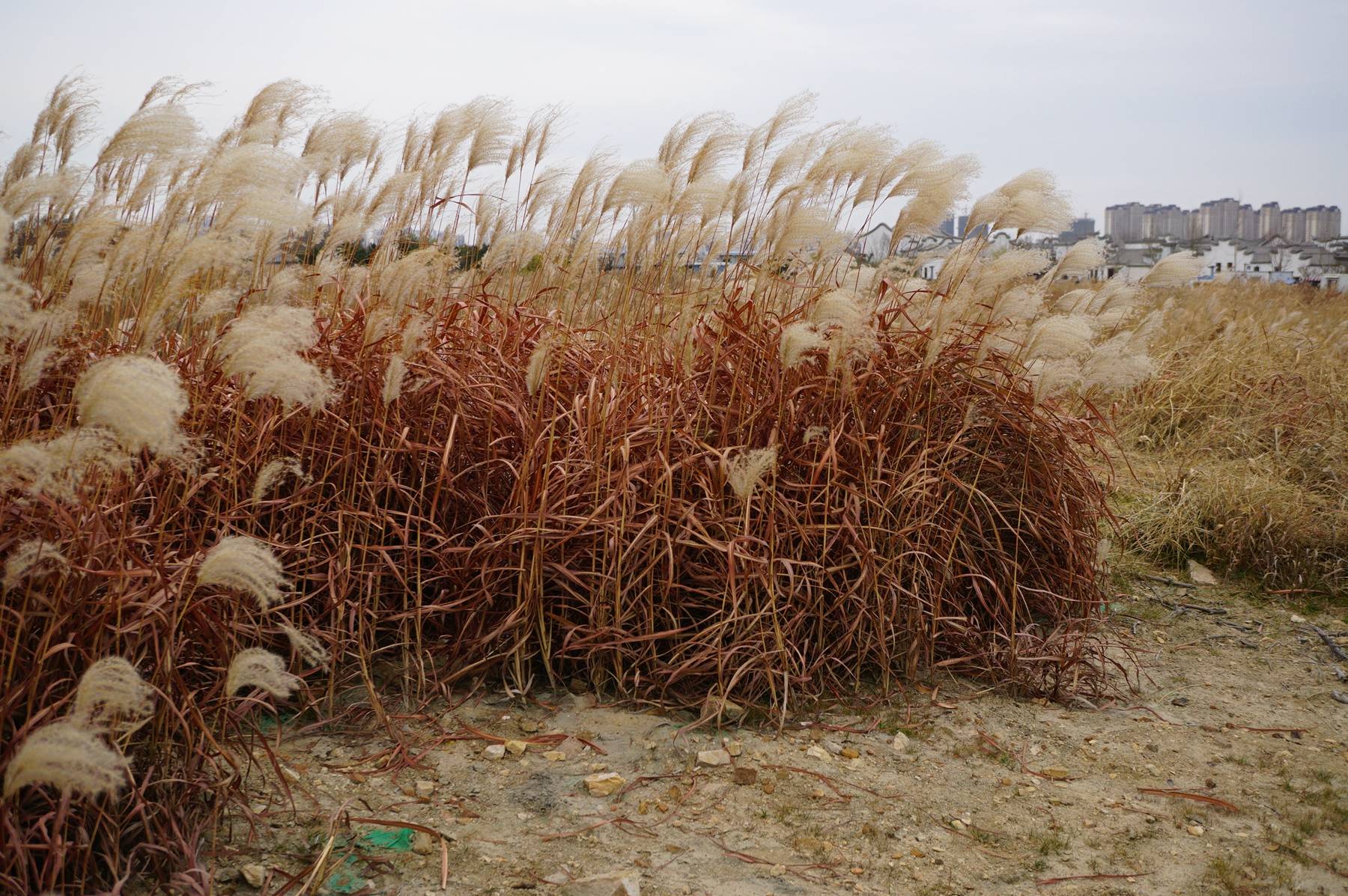 我见到的山东本土野生植物(52)荻