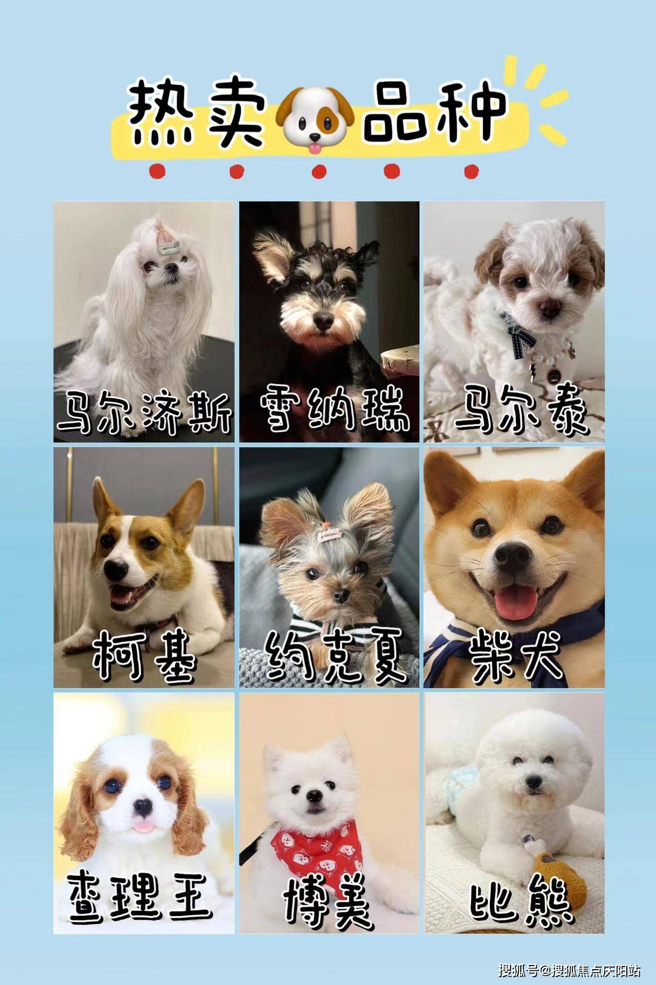 东莞莞城哪里可以买到品相好的美短起司猫?