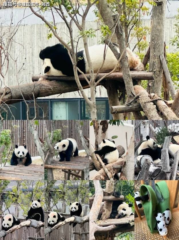 成都旅游攻略及费用,五一就决定去成都_春熙路_文殊院_门票