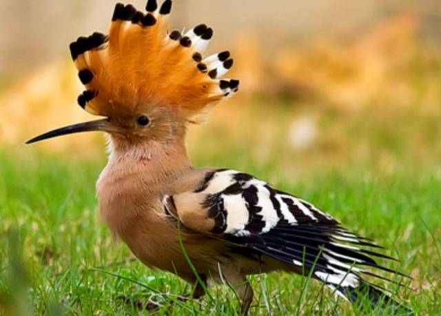 按照汉代人的解释,戴胜就是鸠,也就是杜鹃鸟,又叫作"戴鵀"或"戴鳻".