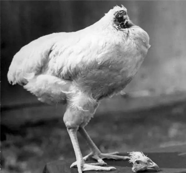 原创美国命硬无头鸡活了18个月主人还带它全国巡演后来怎样