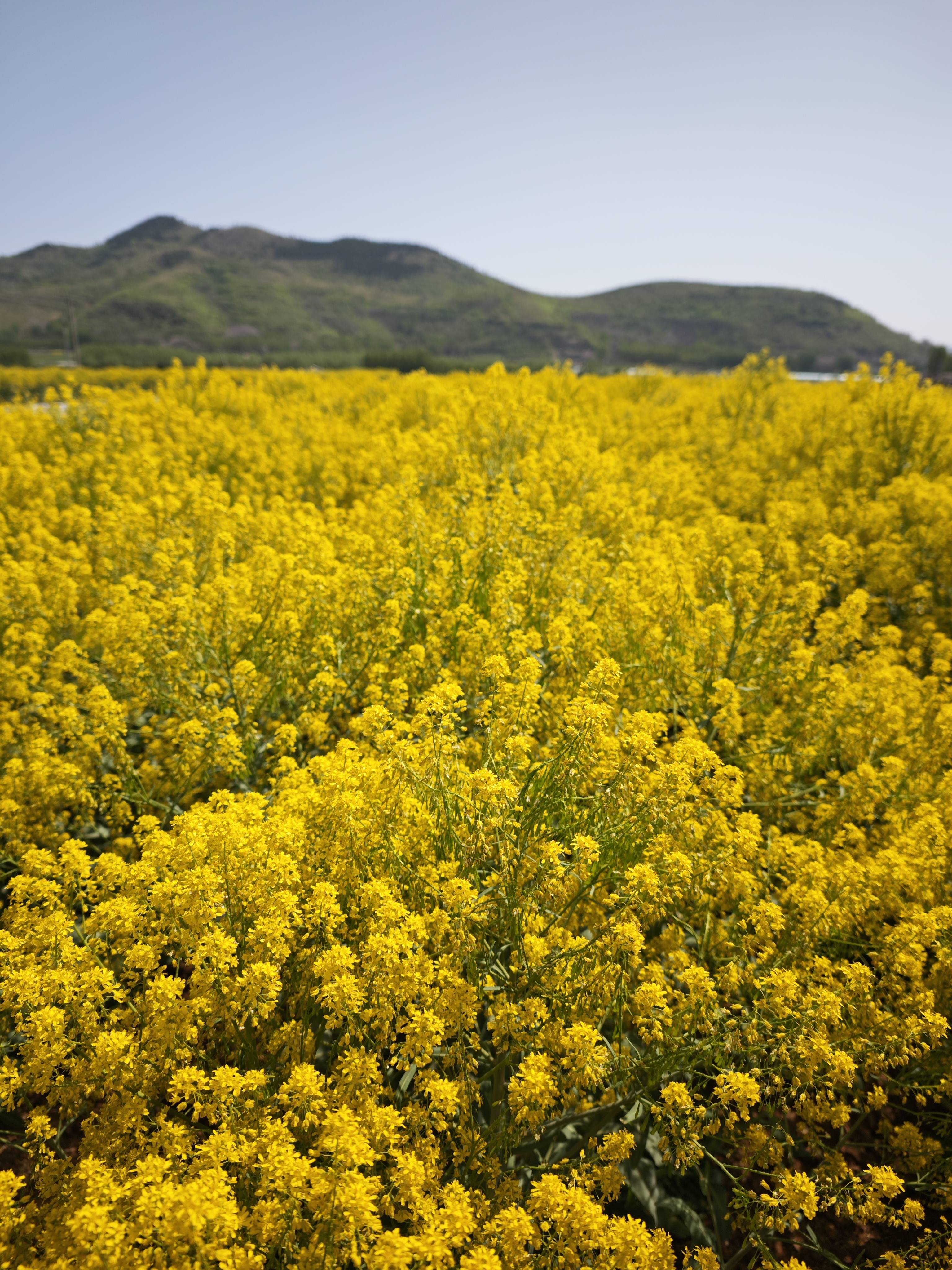 欧洲菘蓝,中国之大青叶